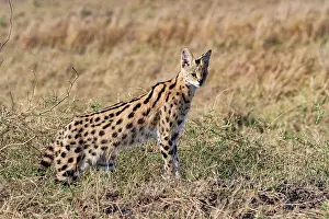 Serval: Afrique de l'Est, Kenya, Reserve nationale du Masai Mara, Pa