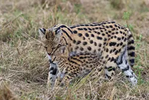 Serval: Afrique de l'Est, Kenya, Reserve nationale du Masai Mara, Pa