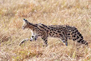 Serval: Afrique de l'Est, Kenya, Reserve nationale du Masai Mara, Pa
