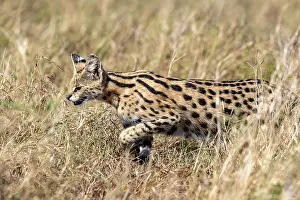 Serval: Afrique de l'Est, Kenya, Reserve nationale du Masai Mara, Pa