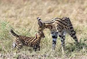 Serval: Afrique de l'Est, Kenya, Reserve nationale du Masai Mara, Pa