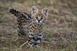 Serval: Afrique de l'Est, Kenya, Reserve nationale du Masai Mara, Pa