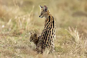 Serval: Afrique de l'Est, Kenya, Reserve nationale du Masai Mara, Pa
