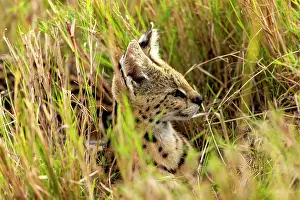 Serval: Afrique de l'Est, Kenya, Reserve nationale du Masai Mara, Pa