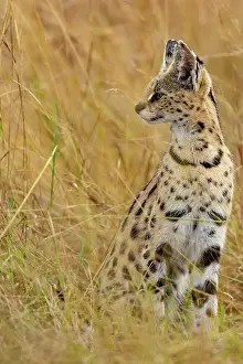 Serval: Afrique de l'Est, Kenya, Reserve nationale du Masai Mara, Pa