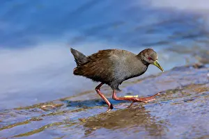 Rallidae: Afrique de l'Est, Kenya, Reserve nationale du Masai Mara, Pa