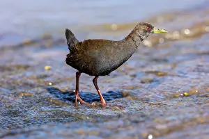 Rallidae: Afrique de l'Est, Kenya, Reserve nationale du Masai Mara, Pa