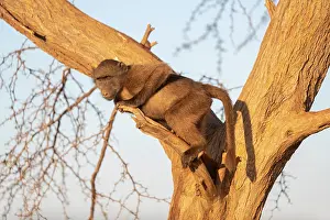 Ursinus: Afrique, Namibie, Reserve privee, Chacma ou Babouin
