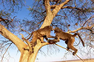 Rescue: Afrique, Namibie, Reserve privee, Chacma ou Babouin