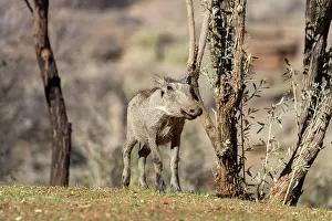 120721: Afrique, Namibie, Reserve privee, Phacochere (Phacochoerus
