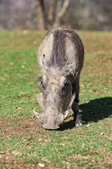 120721: Afrique, Namibie, Reserve privee, Phacochere (Phacochoerus
