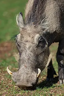 120721: Afrique, Namibie, Reserve privee, Phacochere (Phacochoerus