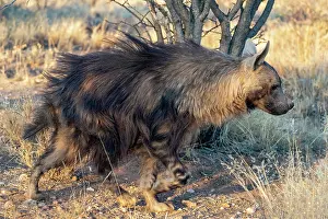 Hyaena: Afrique, Namibie, Reserve privee, Hyene brune (Parahyaena