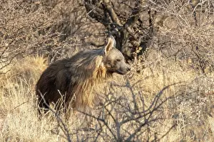 Hyaena: Afrique, Namibie, Reserve privee, Hyene brune (Parahyaena