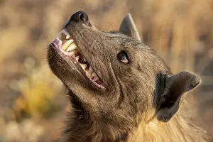 Hyaena: Afrique, Namibie, Reserve privee, Hyene brune (Parahyaena