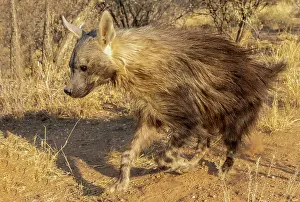 Hyaena: Afrique, Namibie, Reserve privee, Hyene brune (Parahyaena
