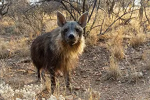 Hyaena: Afrique, Namibie, Reserve privee, Hyene brune (Parahyaena