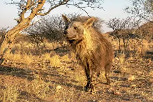 Hyaena: Afrique, Namibie, Reserve privee, Hyene brune (Parahyaena