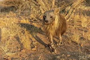 Hyaena: Afrique, Namibie, Reserve privee, Hyene brune (Parahyaena