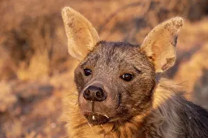 Hyaena: Afrique, Namibie, Reserve privee, Hyene brune (Parahyaena