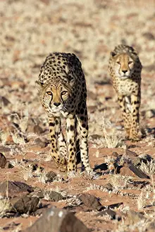 Guepard: Afrique, Namibie, Reserve privee, Guepard (Acinonyx