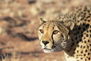 Guepard: Afrique, Namibie, Reserve privee, Guepard (Acinonyx