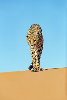 Guepard: Afrique, Namibie, Reserve privee, Guepard (Acinonyx