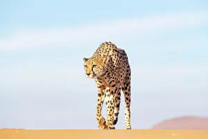Guepard: Afrique, Namibie, Reserve privee, Guepard (Acinonyx
