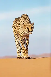 Guepard: Afrique, Namibie, Reserve privee, Guepard (Acinonyx