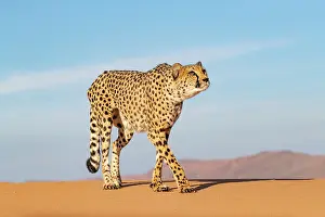 Guepard: Afrique, Namibie, Reserve privee, Guepard (Acinonyx