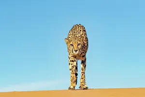 Guepard: Afrique, Namibie, Reserve privee, Guepard (Acinonyx