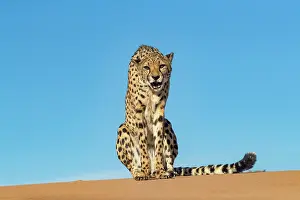 Guepard: Afrique, Namibie, Reserve privee, Guepard (Acinonyx