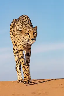 Guepard: Afrique, Namibie, Reserve privee, Guepard (Acinonyx