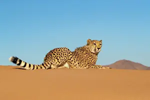 Guepard: Afrique, Namibie, Reserve privee, Guepard (Acinonyx