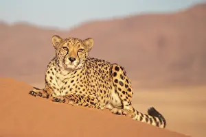 Guepard: Afrique, Namibie, Reserve privee, Guepard (Acinonyx