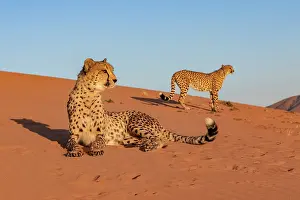 Guepard: Afrique, Namibie, Reserve privee, Guepard (Acinonyx