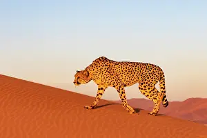 Guepard: Afrique, Namibie, Reserve privee, Guepard (Acinonyx