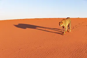 Guepard: Afrique, Namibie, Reserve privee, Guepard (Acinonyx