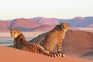 Guepard: Afrique, Namibie, Reserve privee, Guepard (Acinonyx