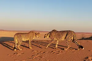 Guepard: Afrique, Namibie, Reserve privee, Guepard (Acinonyx