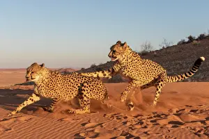 Afrique, Namibie, Reserve privee, Guepard (Acinonyx