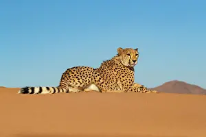 Guepard: Afrique, Namibie, Reserve privee, Guepard (Acinonyx