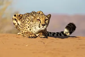 Guepard: Afrique, Namibie, Reserve privee, Guepard (Acinonyx