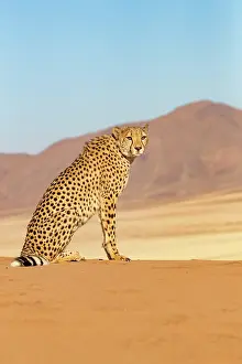 Afrique, Namibie, Reserve privee, Guepard (Acinonyx