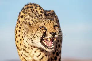 Guepard: Afrique, Namibie, Reserve privee, Guepard (Acinonyx