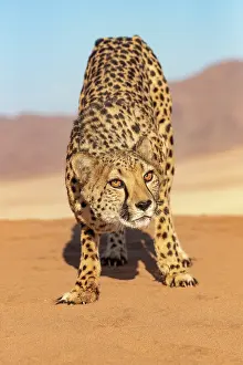 Guepard: Afrique, Namibie, Reserve privee, Guepard (Acinonyx