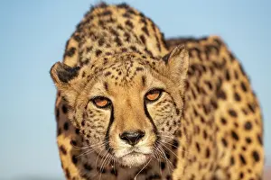 Afrique, Namibie, Reserve privee, Guepard (Acinonyx