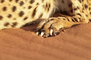 Guepard: Afrique, Namibie, Reserve privee, Guepard (Acinonyx