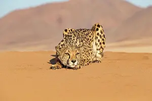 Guepard: Afrique, Namibie, Reserve privee, Guepard (Acinonyx