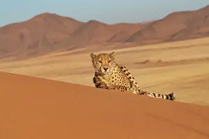 Afrique, Namibie, Reserve privee, Guepard (Acinonyx